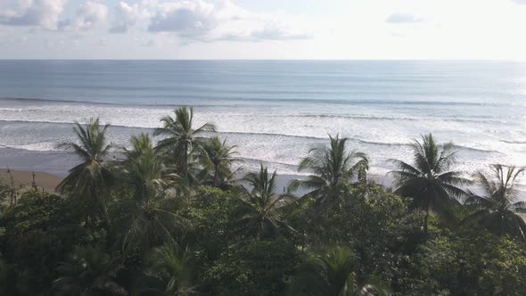 Aerial view of Dominical Beach In Costa Rica in Front of trees, Tracking Wide Shot alt