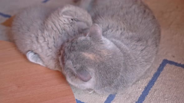 A Naughty Kitten of the British Lopeared Breed is Played with Mom Cat alt