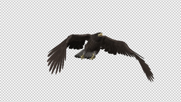 Eurasian White-tailed Eagle - Flying Transition V