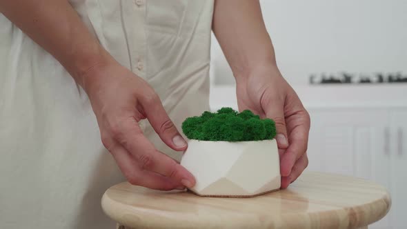 Woman Hands Care of Indoor Plants alt