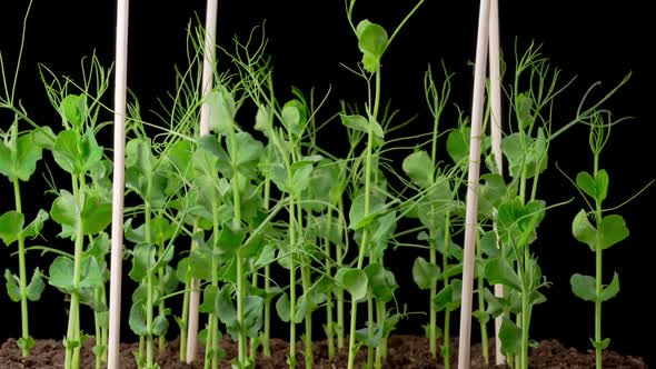Time Lapse of Growth Green Peas Beans Plants alt