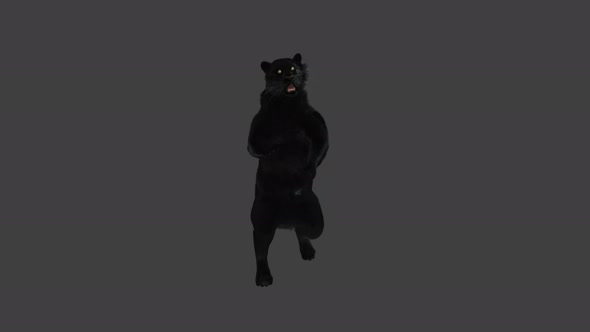 Panther Dancing 4K alt