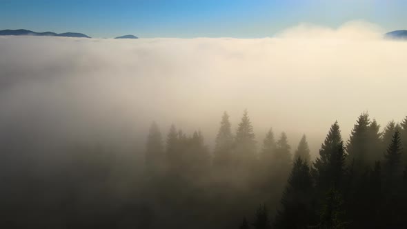 Aerial View of Foggy Evening Over Dark Pine Forest Trees at Bright Sunset alt