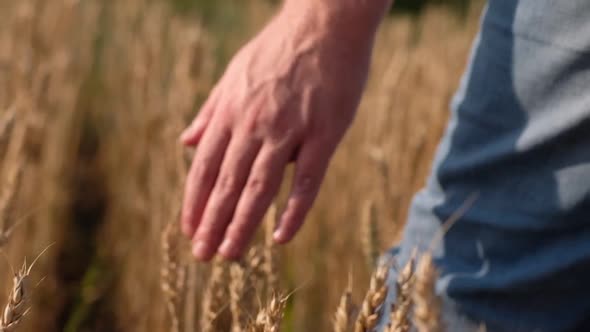 Man's Hand Touching a Golden Wheat Ear in the Wheat Field alt