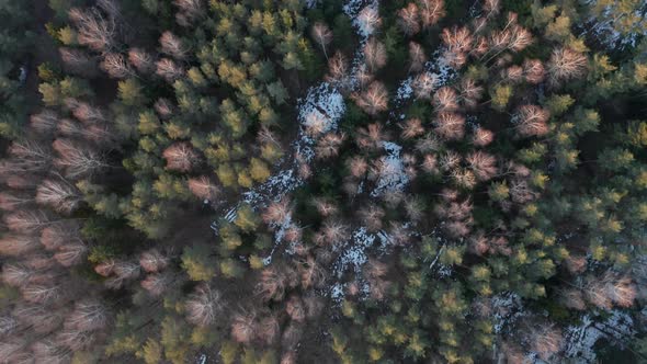 AERIAL: Top View of Forest with Sun Hitting Beautiful Light on Tree Peaks and Snow on Ground