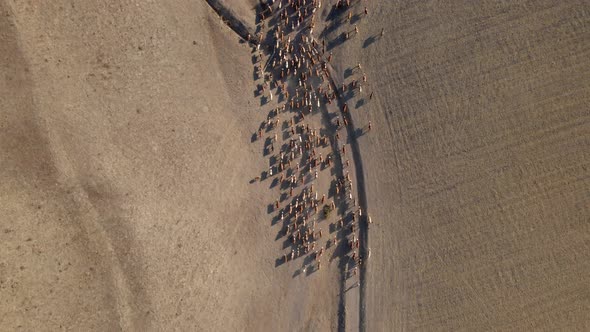 Herd of cows aerial shot
