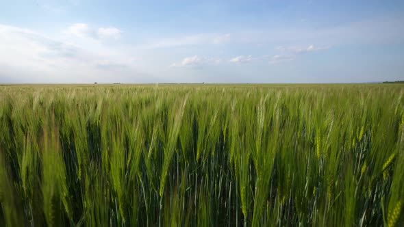 View Of A Green Wheat Field.