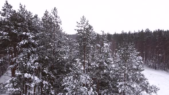 Drone Flying Up Pine Trees Covered in Snow alt