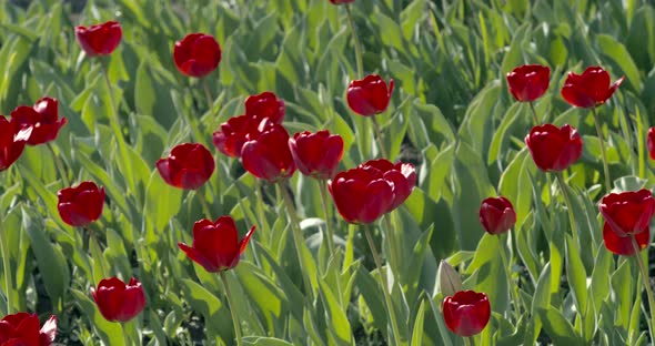  In the spring, in a meadow, on a sunny day, red tulips bloomed.