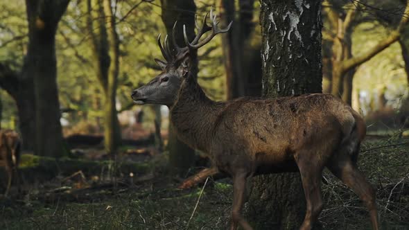 A Group Of Huge Barbary Stags Walking Into The Woods Of London England Hunting Food- Wide Shot alt