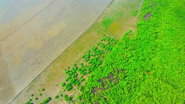 Aerial view from a drone flying over a mangrove forest at low tide alt