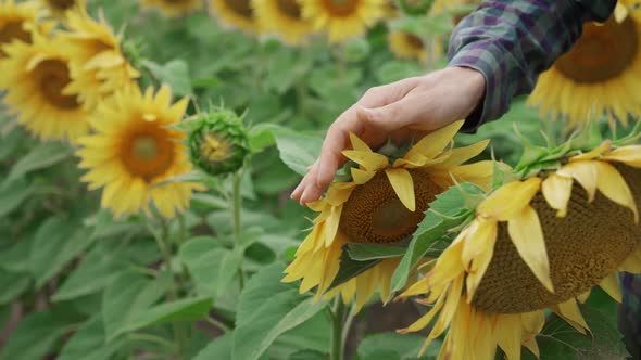 Countryside Closeup on the Hands Man Farmer Walks Through a Field of Sunflowers and Runs Her Hand alt