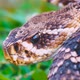 Blackish Muddy Color Rattle Snake - VideoHive Item for Sale