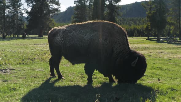 Bison Chewing Green Grass with Other Buffalos on Background alt