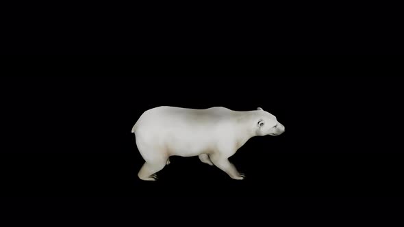 polar bear Walk 4k alpha loop 2