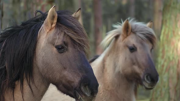 Two gray horses with a black mane are standing sideways to the camera