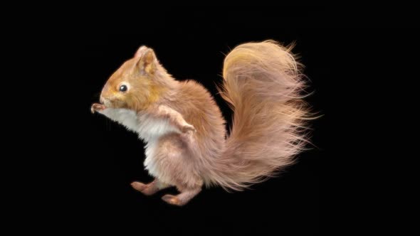 79 Squirrel Dancing HD alt