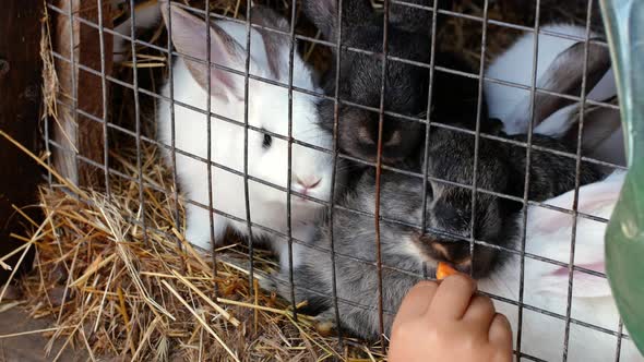 Rabbits on the farm. Children feed rabbits with carrots on the ranch. alt