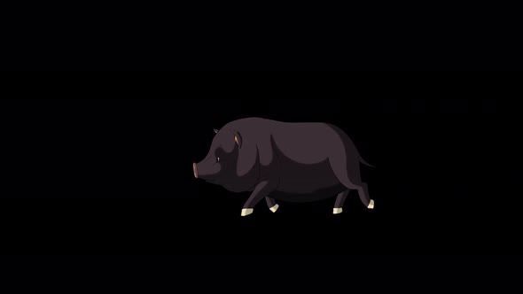 Black Pig running alpha mate 4K