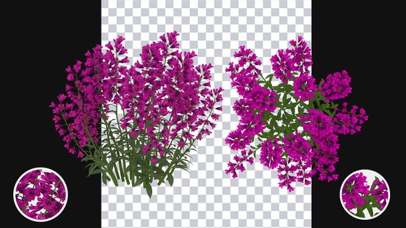 Growing Harebell Flowers alt