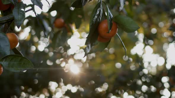 Tangerines in the tree, nice looking tangerines slow motion shot