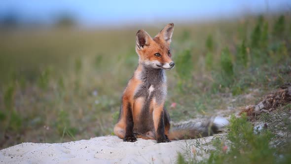 Little Red Fox sits near their burrows