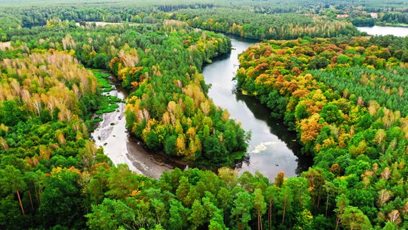 River and forest in autumn. Aerial view of wildlife, Poland. alt