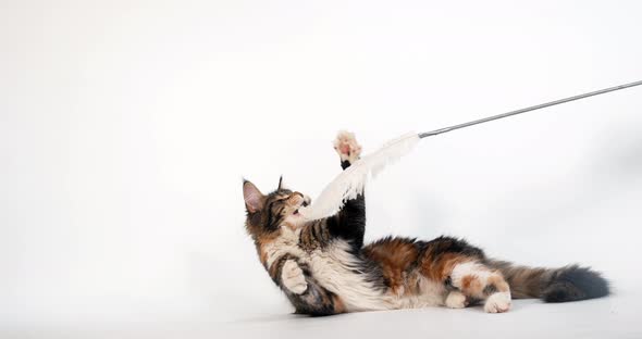 Brown Tortie Blotched Tabby and White Maine Coon Domestic Cat, Female playing  White Background, alt