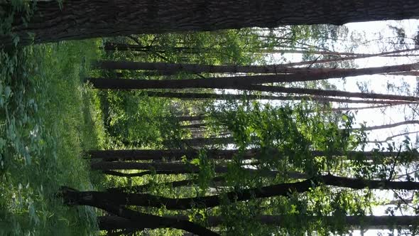 Vertical Video Aerial View Inside a Green Forest with Trees in Summer alt