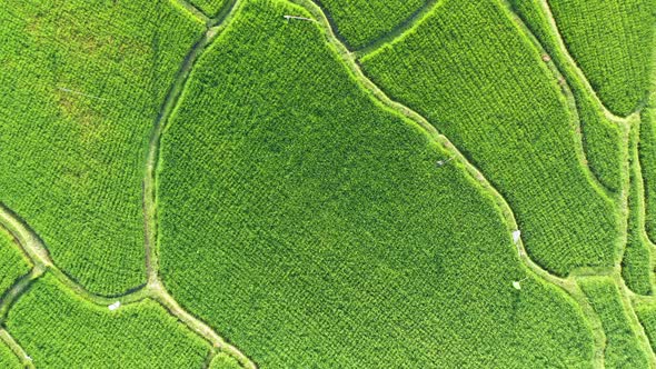 Looking down onto a rice terrace field