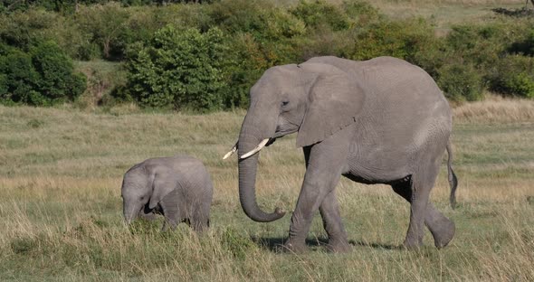 African Elephant, loxodonta africana, Mother and calf, Masai Mara Park in Kenya, Real Time 4K alt