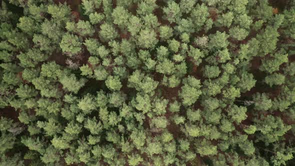 AERIAL: Top Down Shot of Pine Forest in Lithuania