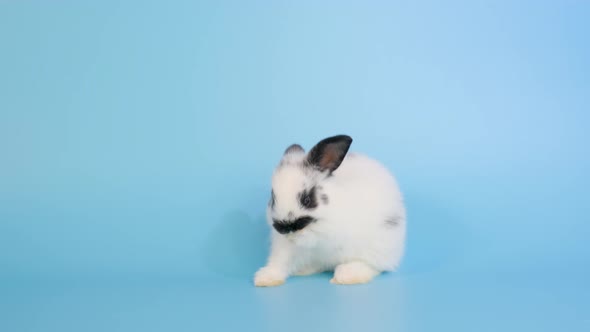 Cute little white bunny rabbit with black ear clean its foreleg on blue screen background alt