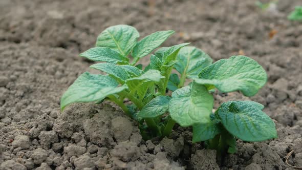 Green Bush of Potato Plants Planted in Rows on Garden Field