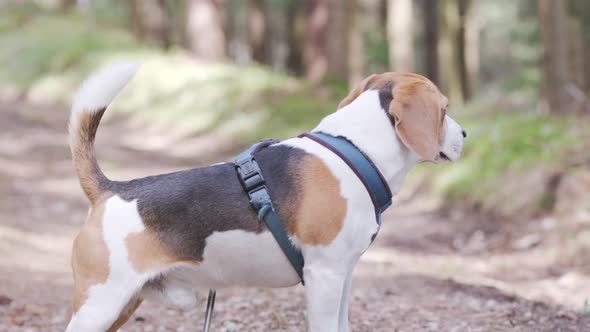 Hound Beagle Dog in Forest Looking Around for Scent