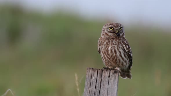 Little owl Athene noctua. Sitting with a beetle in its beak on a wooden post