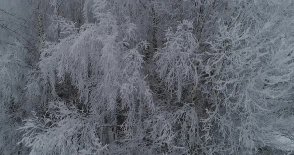 Winter Landscape Forest alt