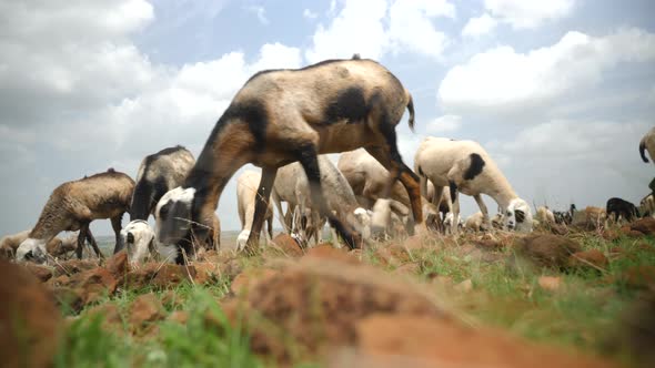 Flock of Sheep grazing on green grass under a perfect blue sky with fluffy clouds in the Indian Gras alt