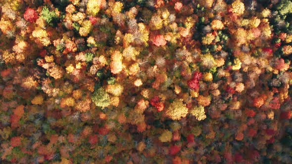 Aerial flythrough of Mountain Forests in Autumn with Fall Colors in New England