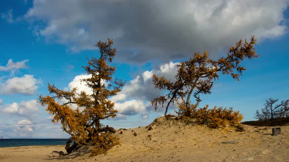Lake Baikal beach. Siberia. Blue sky, moving clouds, sand, trees