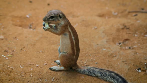 Cape Ground Squirrel or South African Ground Squirrel Eating alt
