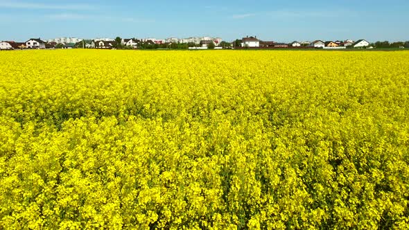 Flying Over the Rapeseed Field During Rapeseed Flowers Blooming alt
