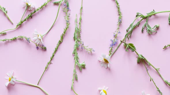 Small Wild Flowers Chamomile with Green Stalks Leaves Lie Pastel Pink Background alt