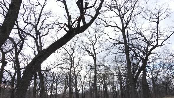 Aerial View of a Forest Without Leaves Slow Motion alt