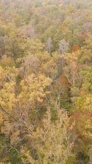 Vertical Video Forest with Trees in the Fall alt