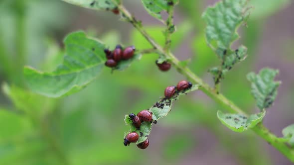 Colorado Beetles On Potato Leaves