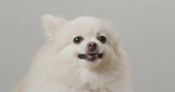 White Pomeranian Dog Bark, Stock Footage | VideoHive