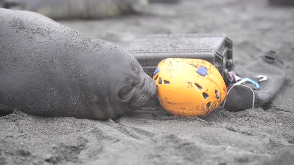 Elephant Seal Playing with Helmet on the Beach