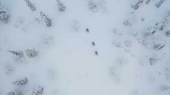 Aerial view from above of three persons fatbiking during winter in the middle of snowy forest in Lap alt