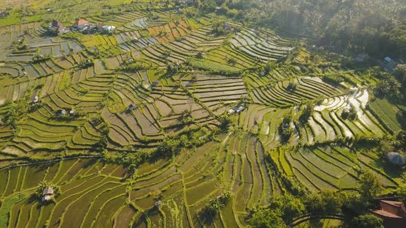 Landscape Rice Terrace Field Bali Indonesia alt